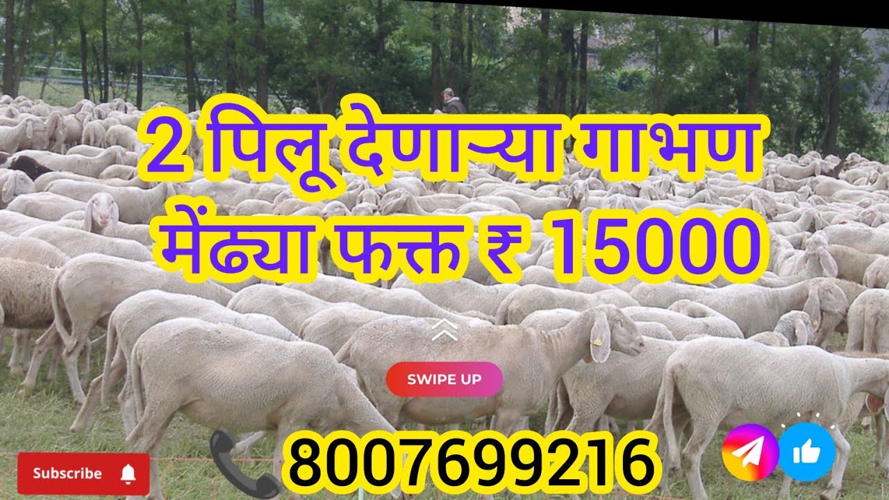 मेंढीपालन धुळे #goatfarming मेंढी विक्री साठी उपलब्ध आहे तरी कोणाला लागणार असतील तर कॉल📞8007699216