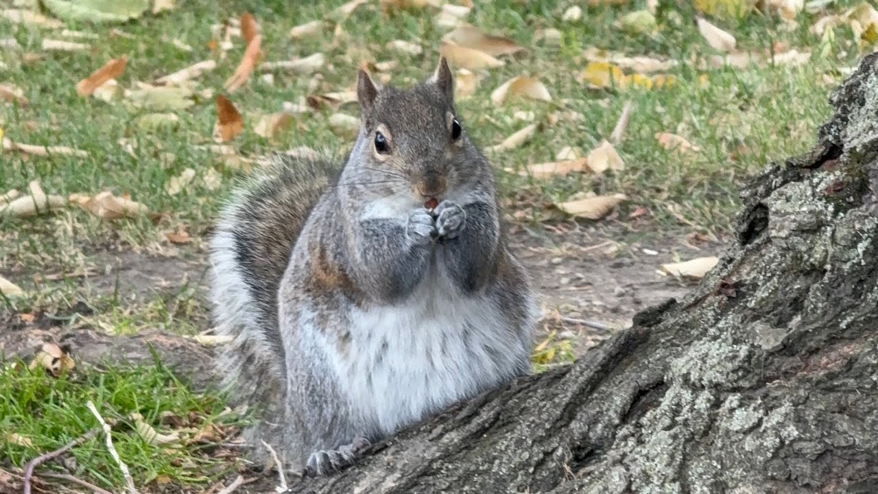 Канадские гуси 🪿белочки 🐿️ ушастая сова 🦉#goose #squirrel #owl #wildlife #nature #illinois #usa 🇺🇸