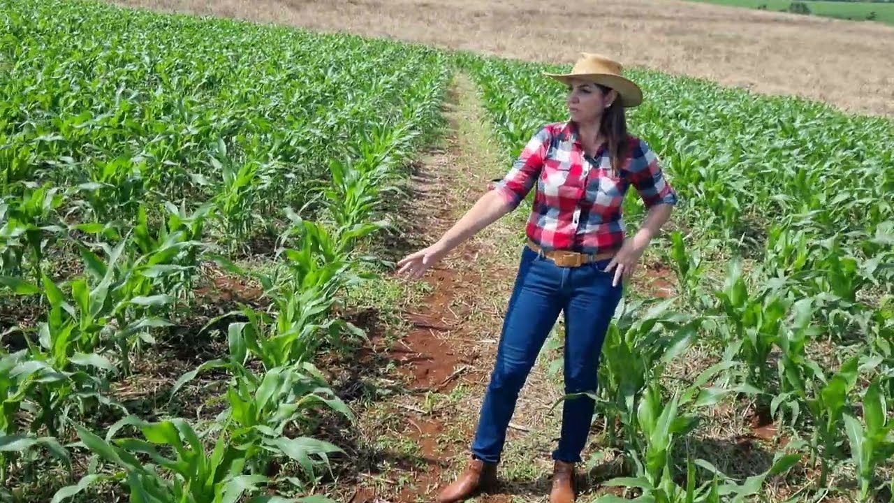 Antecipação de Adubação Nitrogenada para Milho