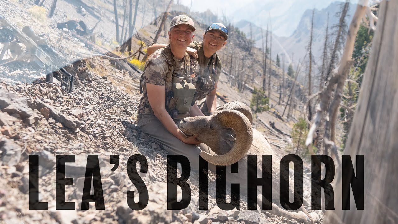 Lea's Bighorn Sheep