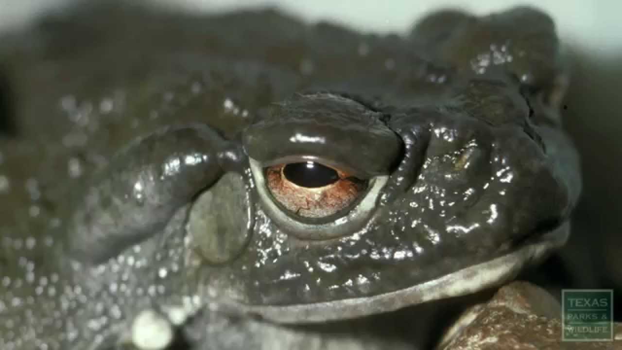 Conservation: Monitoring Species for Change