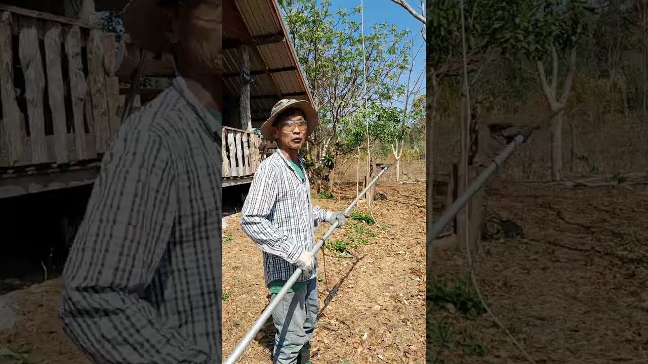 🪚🍂ตัดกิ่งไม้แห้งใกล้สายไฟEp.2  ลดความเสี่ยงหล่นใส่สายไฟ #ตัดกิ่งไม้แห้ง
