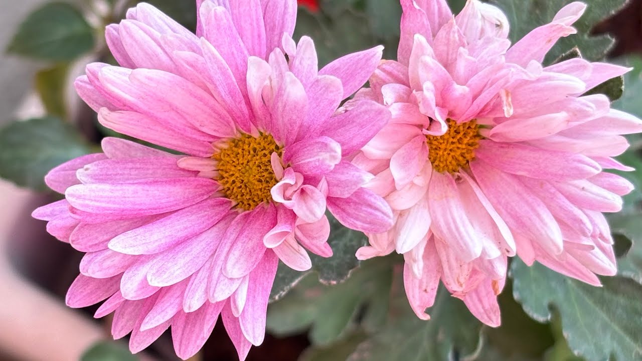 Authentic Slow Living Routine Of A Plant Loving || Indian Housewife In Early Spring🙋‍♀️vlog