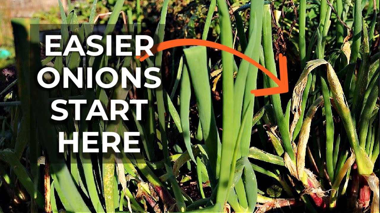 Why I will NOT grow onions next year | Easy Self-Sufficient Garden