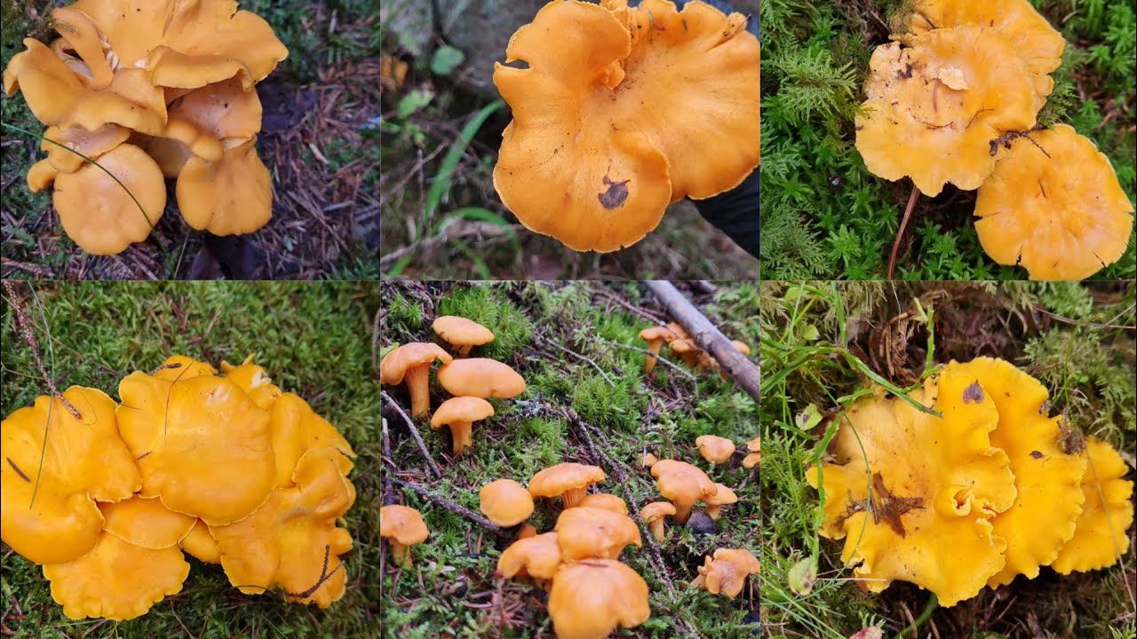 โซนที่2ฟินเว่อเห็ดเหลืองดอกใหญ่สวยๆ🍄🍄🍄อะไรก้อเกิดขึ้นได้
