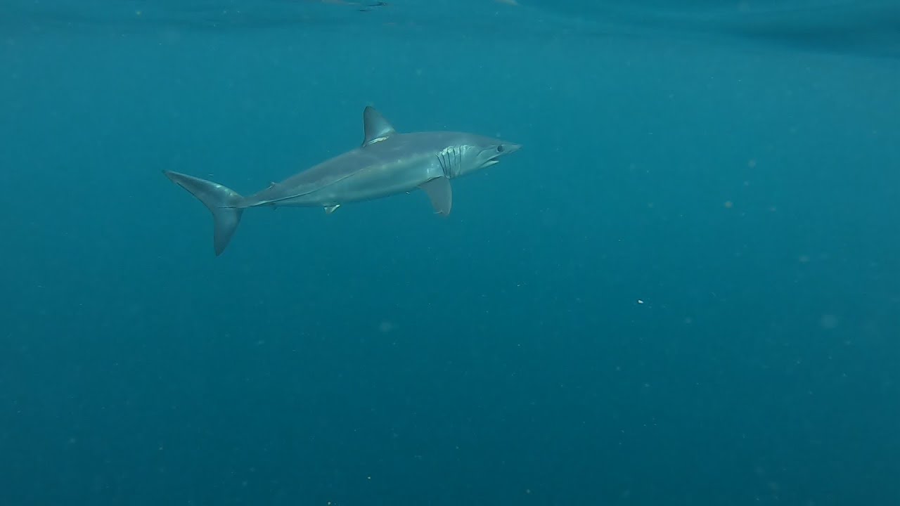 Tibur&oacute;n Marrajo (Mako Shark) grabado bajo el agua alimentandose y picando.