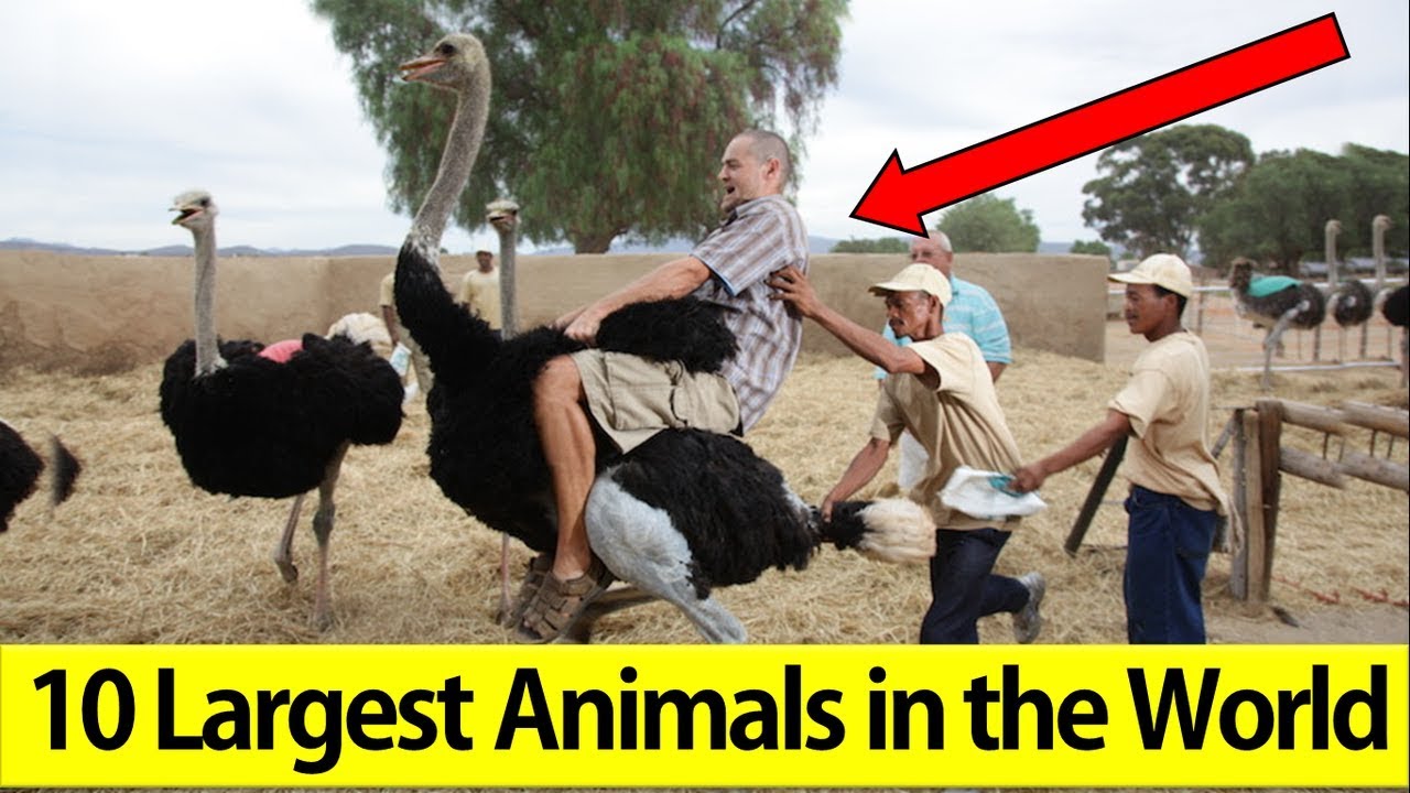 Top 10 Largest Animals in the World - The TopLists