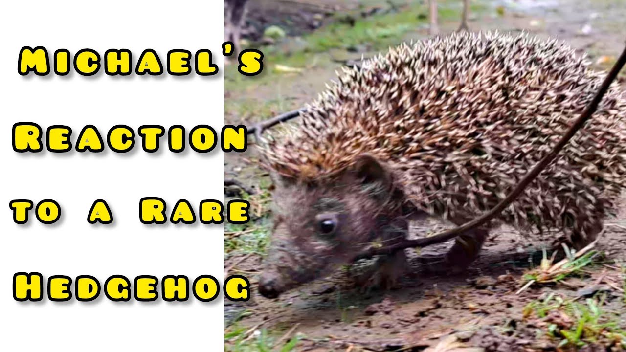 Rare Hedgehog Found in the Farm – Michael the Dog & Turkeys React 🦔🐶🦃