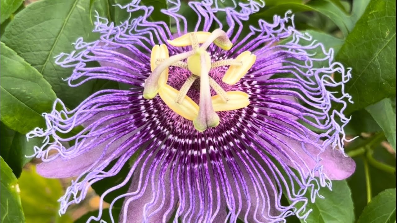 Granadillas: Not One Fruit [aka Passionfruit]