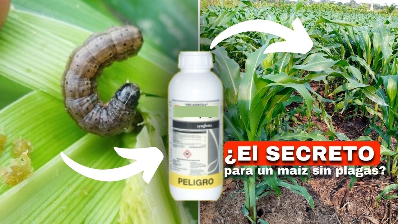 🌽 ¿Qué insecticidas se utilizan para el control de PLAGAS en MAÍZ?