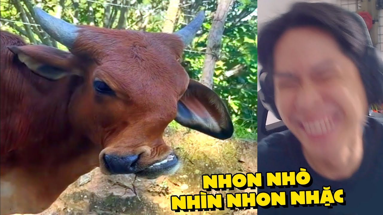 PobbRose TTCC Tôi cười ... tôi MẤT 500K !!! (Pobbrose TTCC) ✔