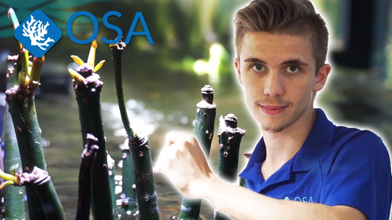 SALTWATER MANGROVES growing in FRESHWATER 😱 (how to) with Freshwater Joe