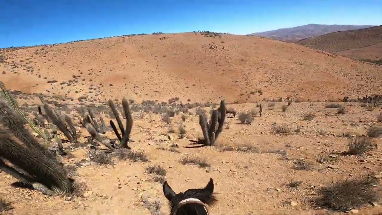 Rodeo de burros, Canelilla 2023