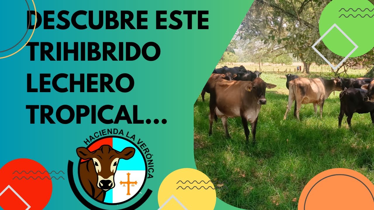 DESCUBRE ESTE EXCELENTE TRIHÍBRIDO LECHERO PARA TRÓPICO