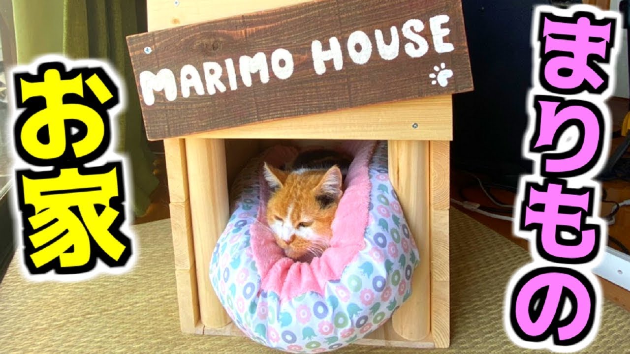 【猫小屋】まりもにお家作ってみた！