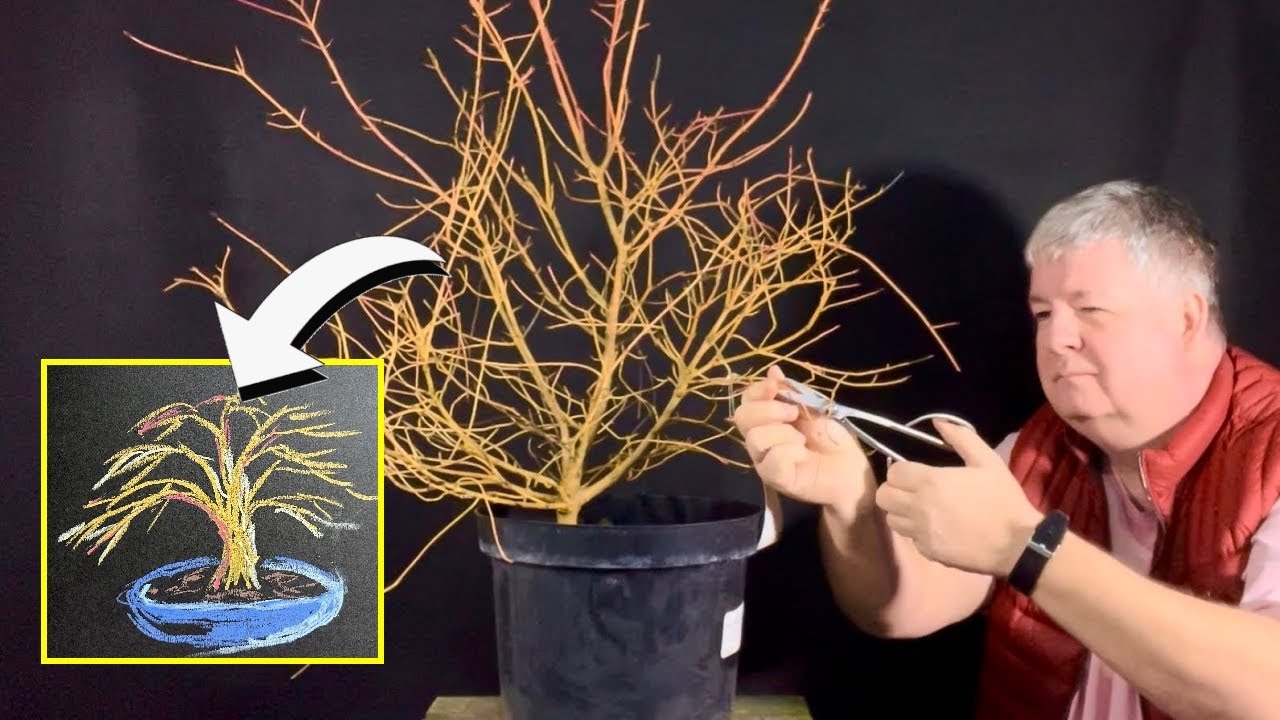 How To: Starting A New Bonsai Tree - Cornus Midwinter Fire