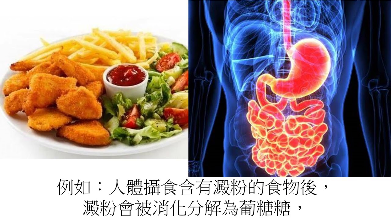 高中生物35代謝作用