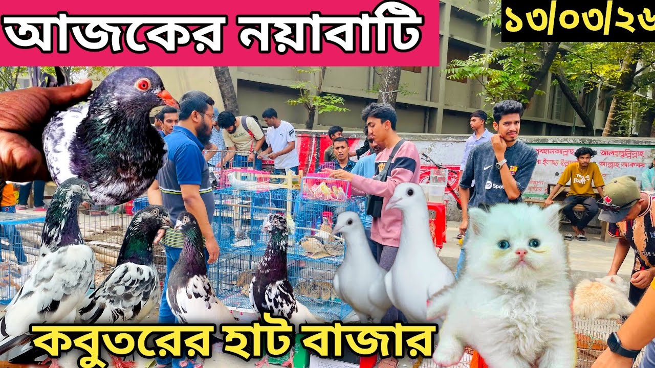 সবথেকে বড়ো কবুতরের হাট খালিশপুর নয়াবাটি(পর্ব১৯৫)largest pigeon market in khalishpur noyabati #pigeon