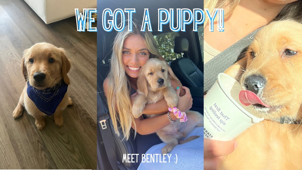We got a puppy! | Golden Retriever Puppy | Molly-Anne Seymour