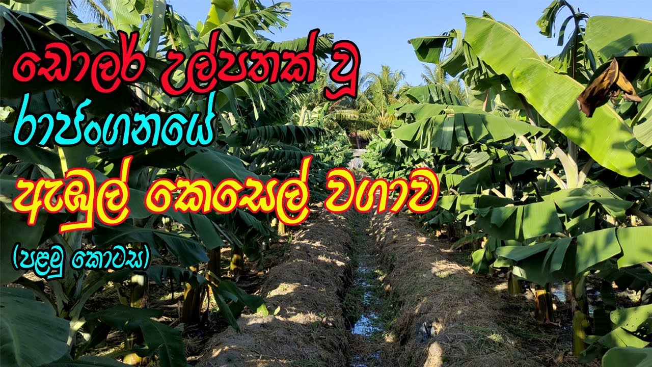 ඩොලර් මවන රාජන්ගනේ ඇඹුල් කෙසෙල් වගාව | Ambul Kesel Wagawa | Banana Cultivation | kesel wagawa