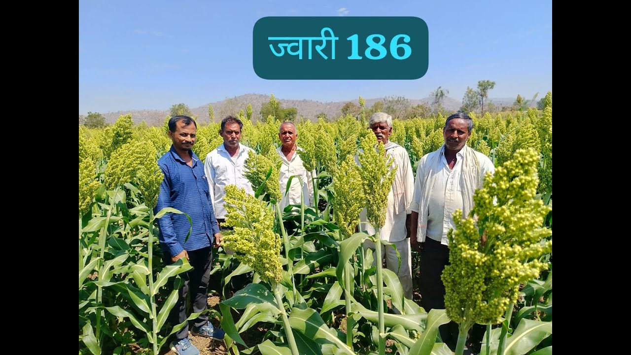 Kurnool Seeds Hybrid Jowar : KSSH-186 #highyielding #hybridsorghum