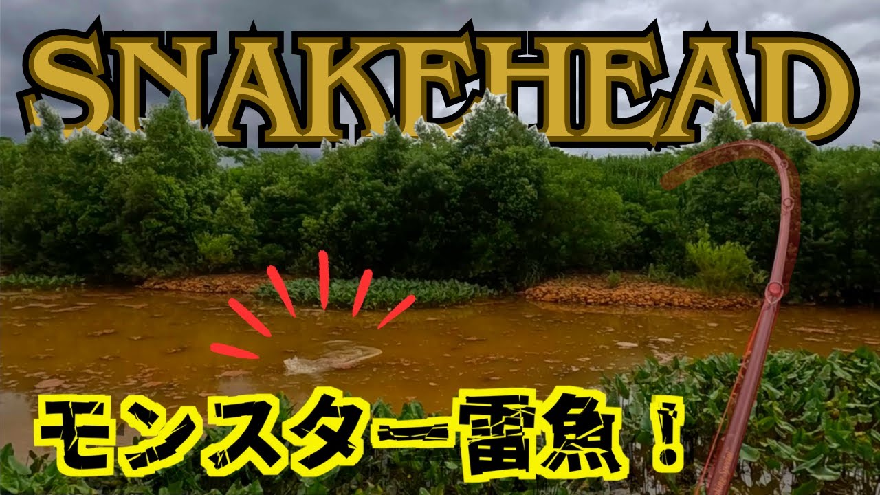 【雷魚釣り】2023初夏〜秋　モンスター雷魚を狙う！「フロッグゲーム」「トップウォーター」