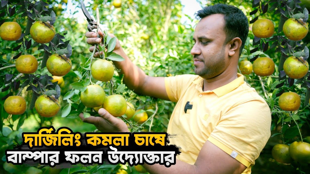 দার্জিলিং কমলা চাষে বাম্পার ফলন পেলেন দুই উদ্যোক্তা। Orange garden in Bangladesh. krishiwala