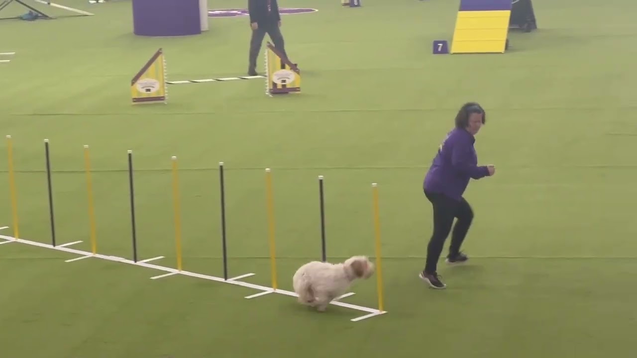 Westminster Agility 2026