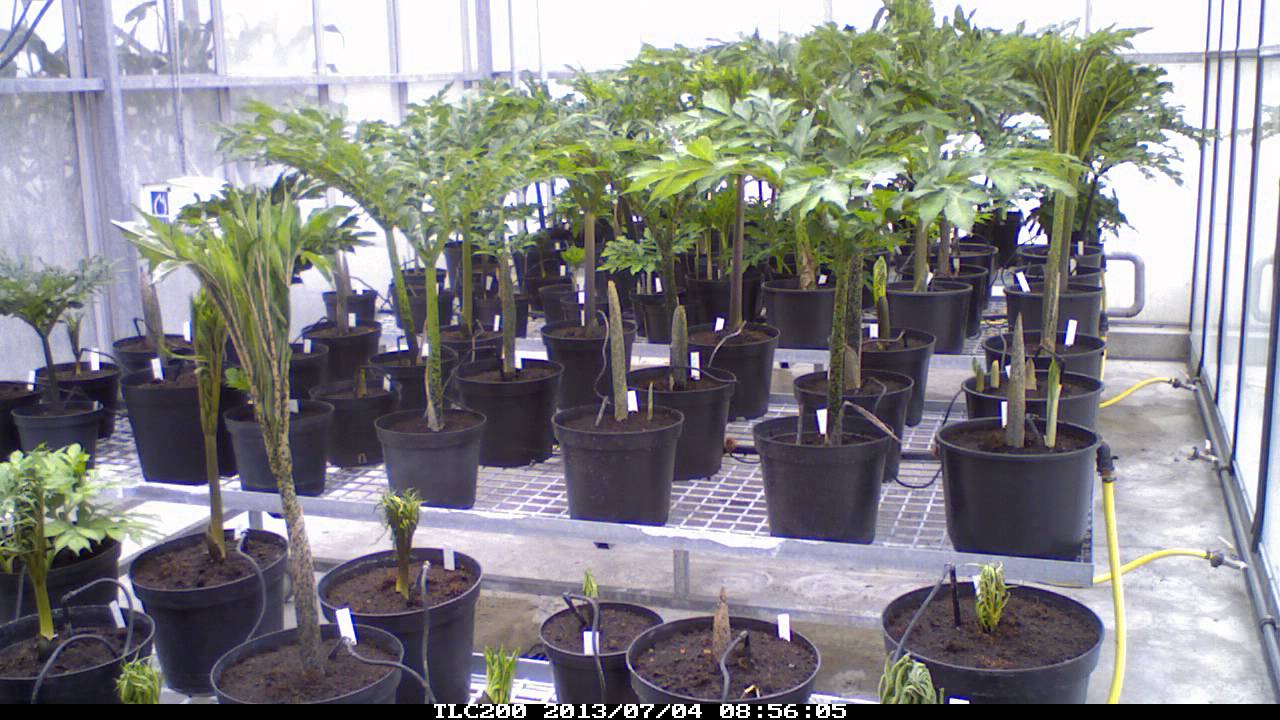 Amorphophallus albus x Amorphophallus konjac 'Nightstick'
