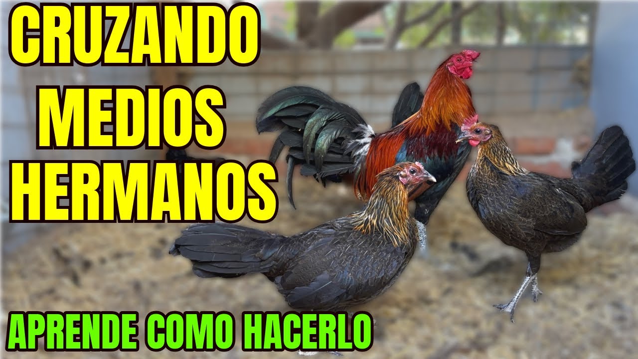 CRUZS DE MEDIOS HERMANOS... APRENDE COMO HACERLO
