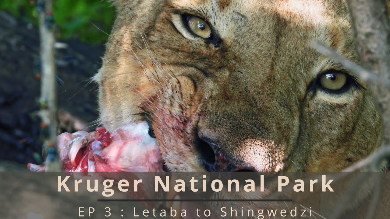 Kruger National Park EP 3: Letaba to Shingwedzi