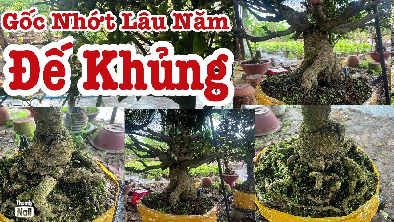 Gốc nhớt lâu năm bệ đế khủng lh 0766765975