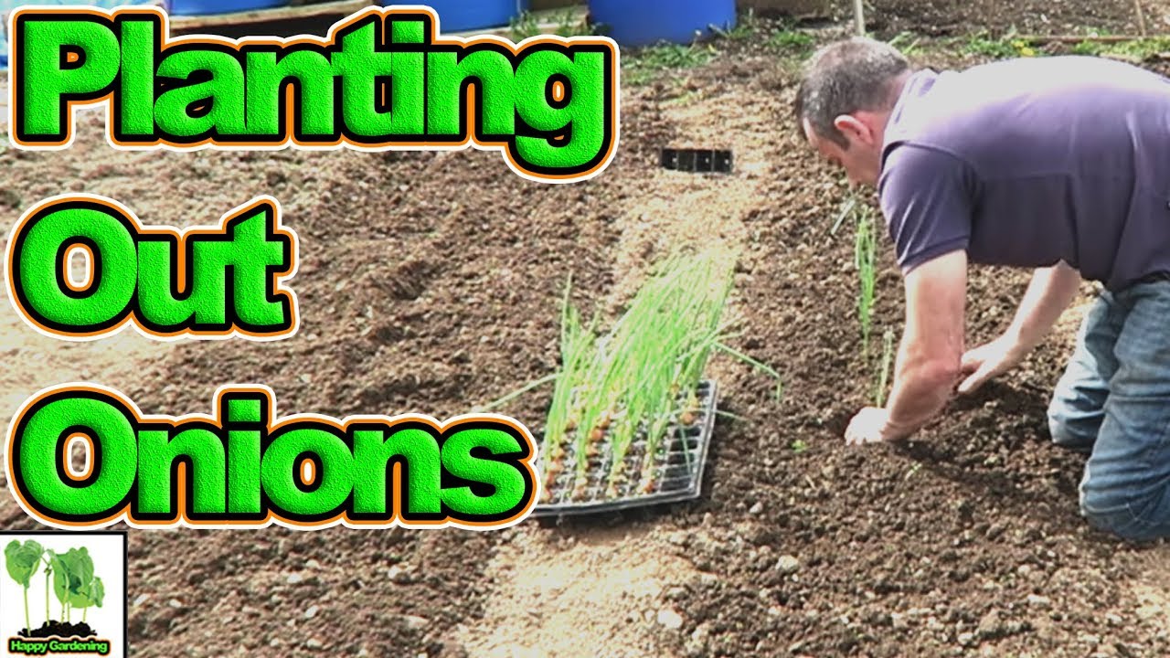 Planting out Onions  A Step By Step Guide (2018)