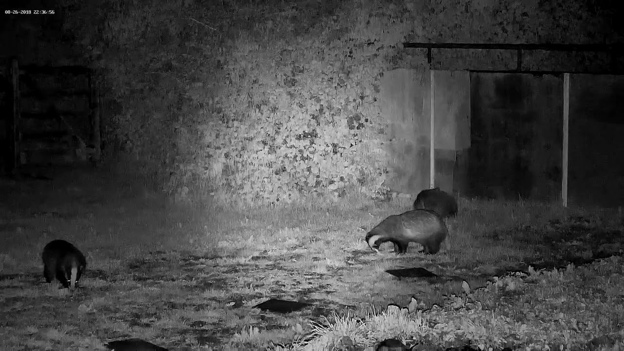 An epic grooming session with some happy friendly badgers