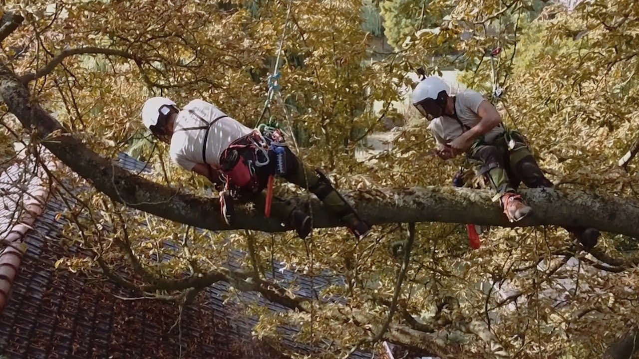 Bowline Boomzorg | Onderhoud oude Paardenkastanje