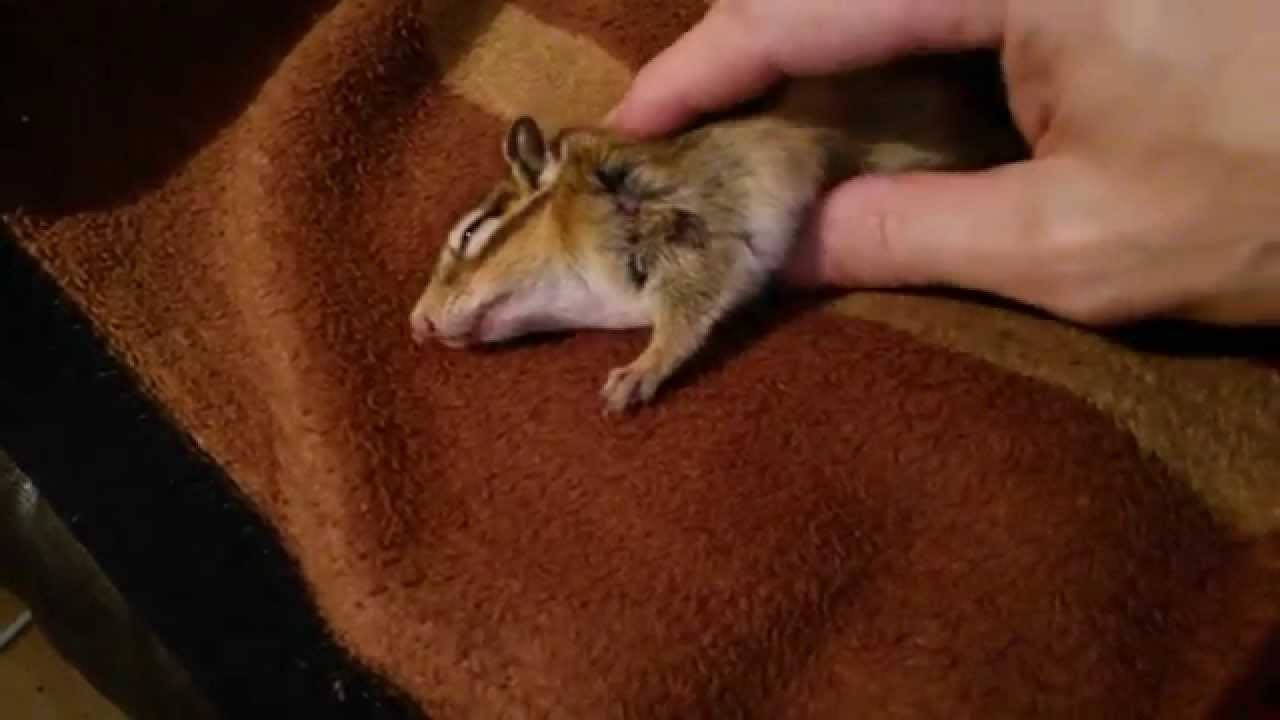 Streifenhörnchen Hammy - kurz kuscheln und dann wieder action !!
