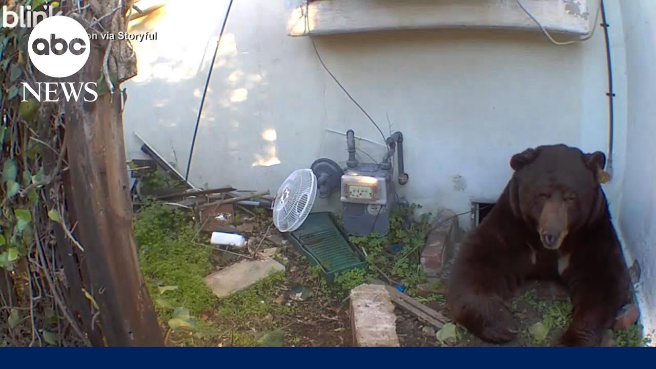'It sounds like a dragon': Bear living under house won't leave