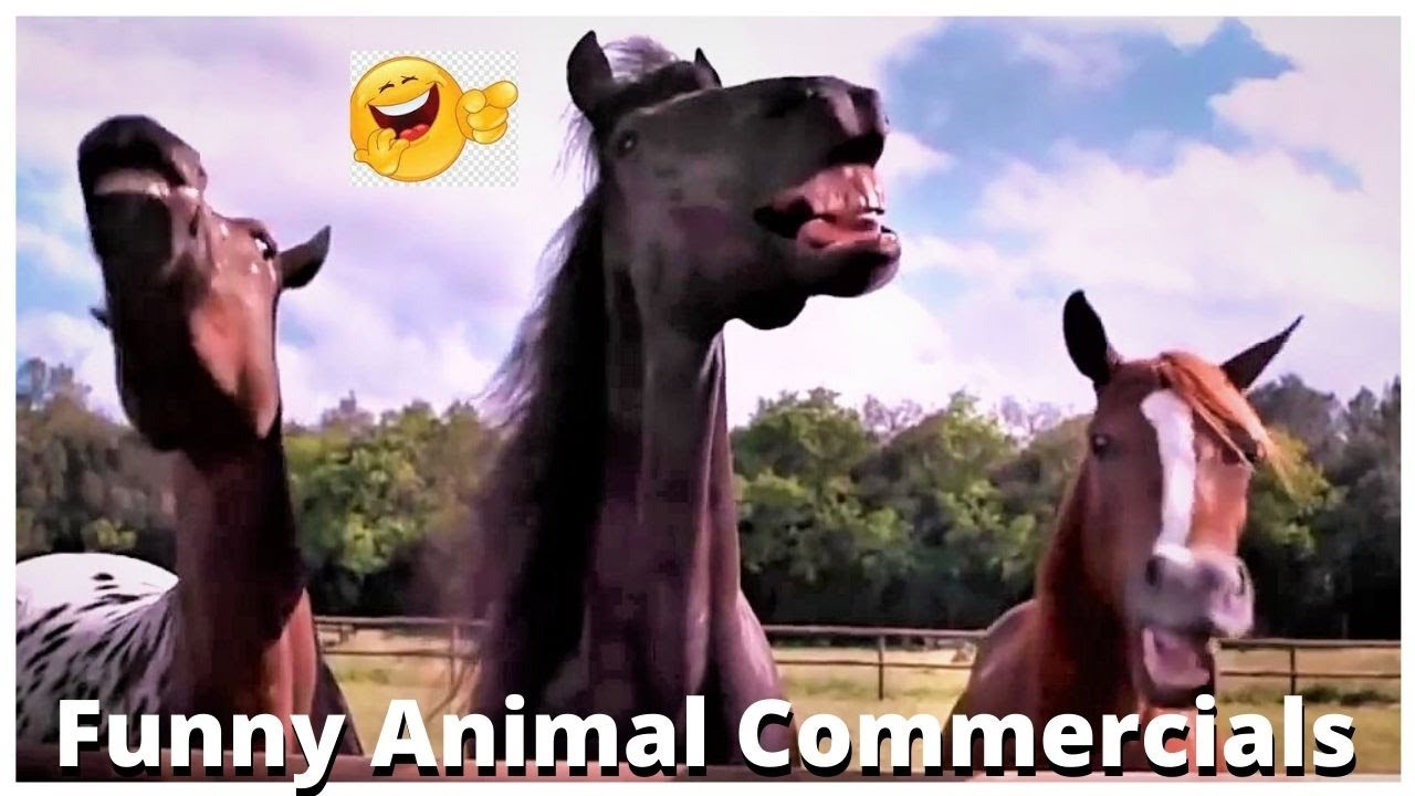 Top 5 | Funny Animal Commercials | Funny Videos | Which one is your favorite?