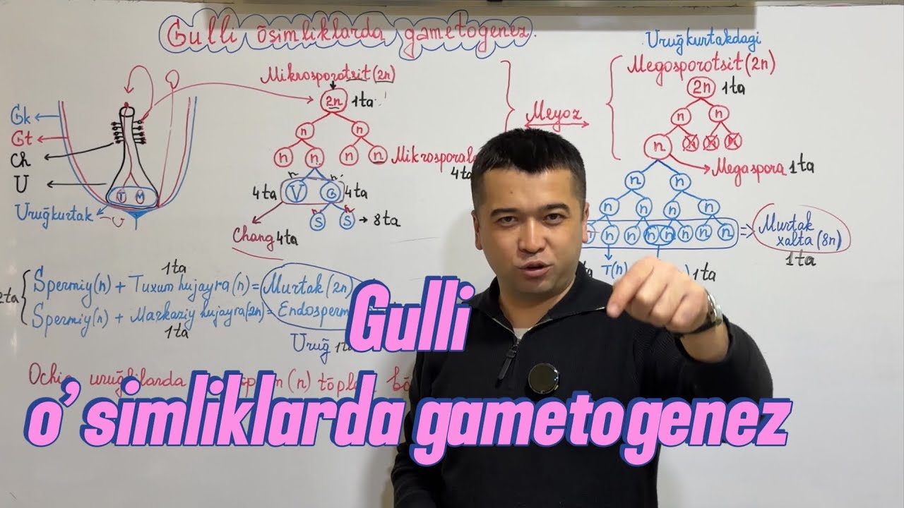 Gulli o’simliklarda gametogenez