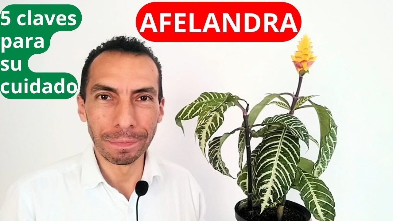 AFELANDRA, 5 CLAVES PARA SU CUIDADO