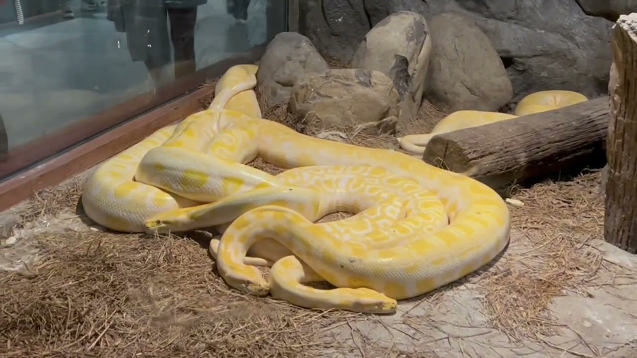 Manila Zoo