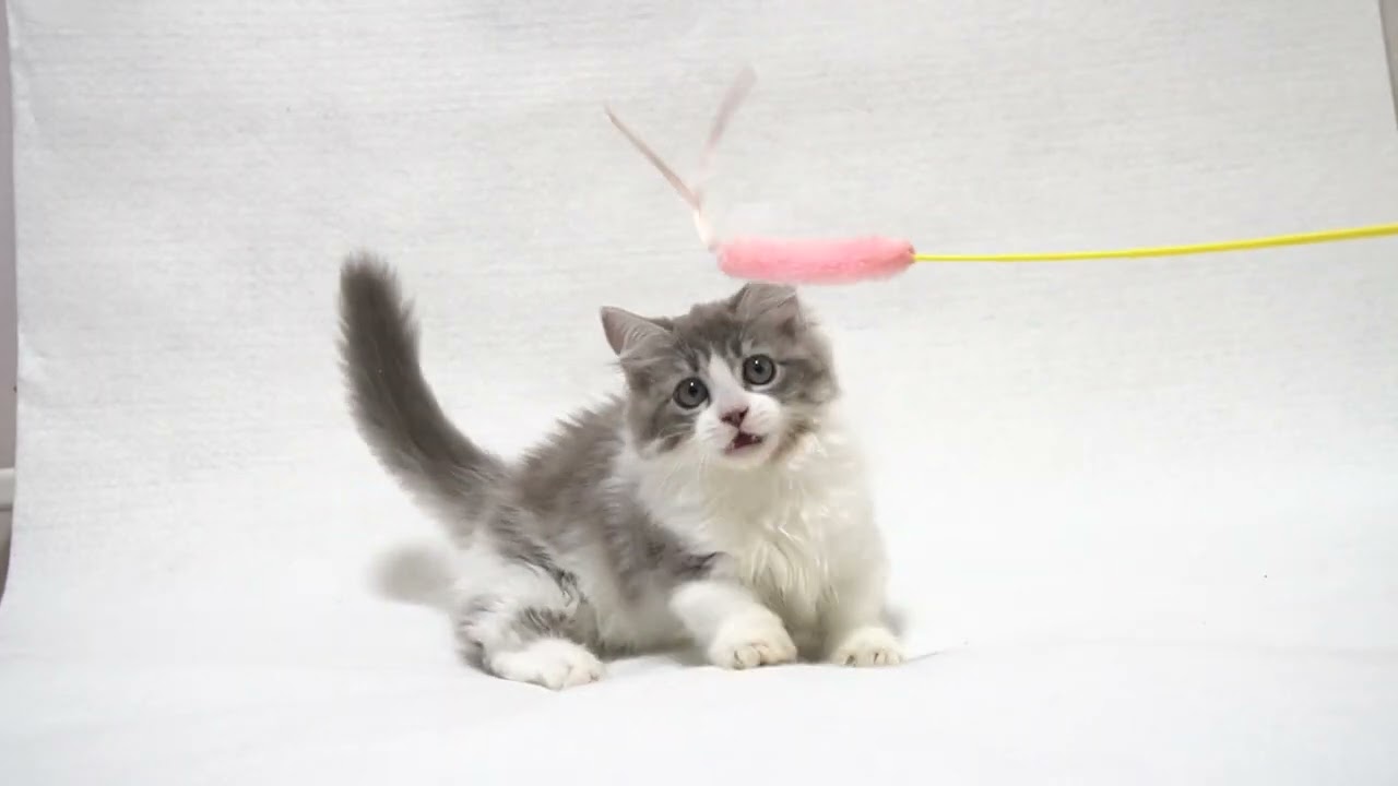 2026/2/14 にゃん太君