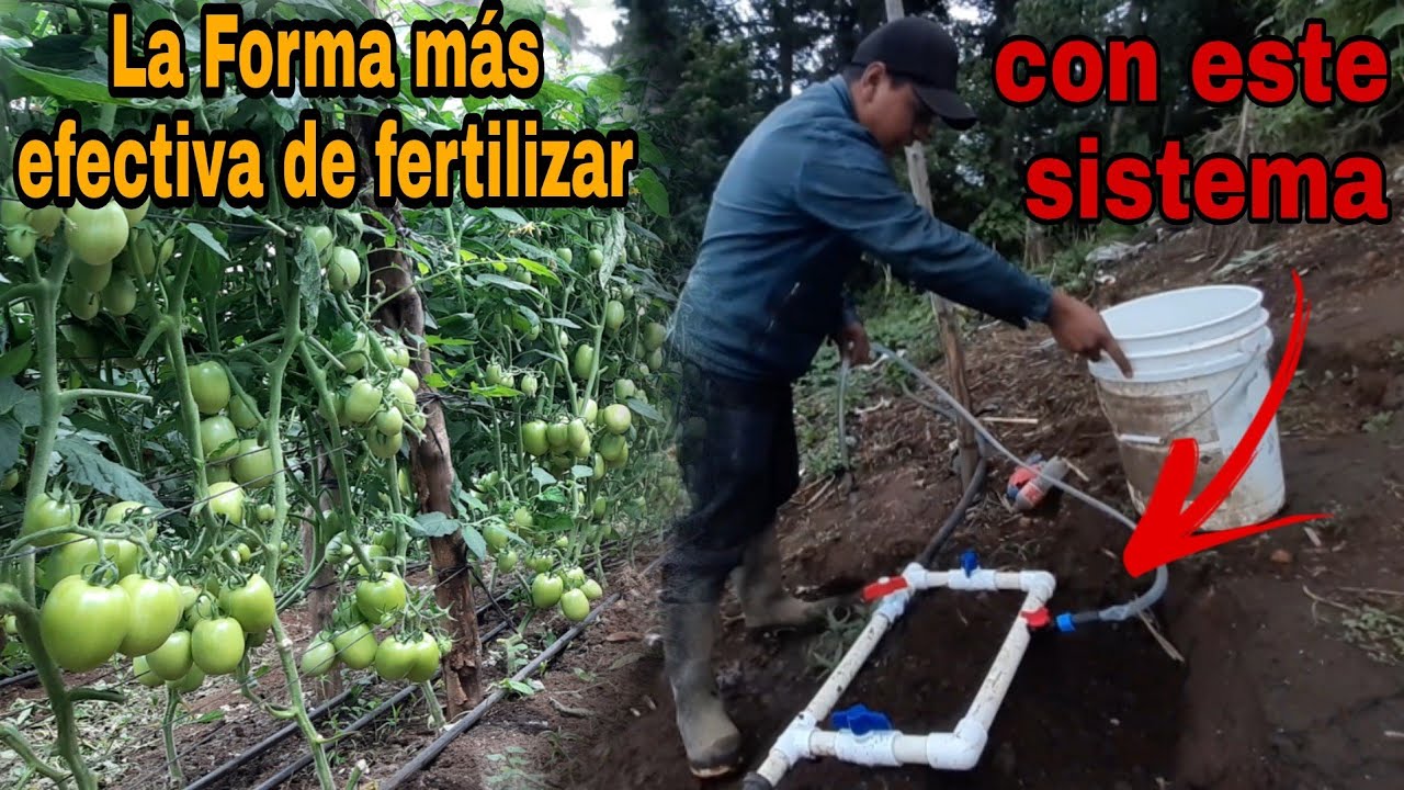 Sistema venturi para fertiriego en TOMATE en invernadero. fácil de hacer.