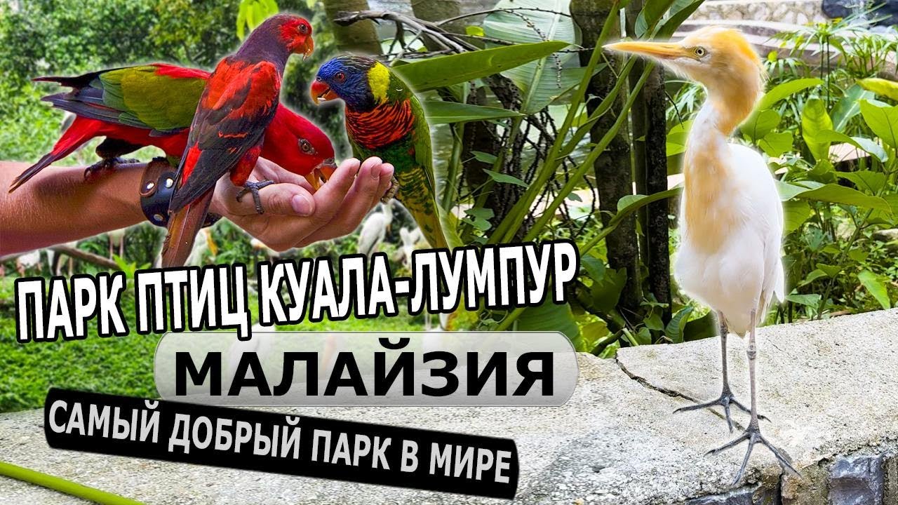 Куала-Лумпур — приехали в ЭКЗОТИЧЕСКИЙ парк птиц! Что посмотреть в столице Малайзии?