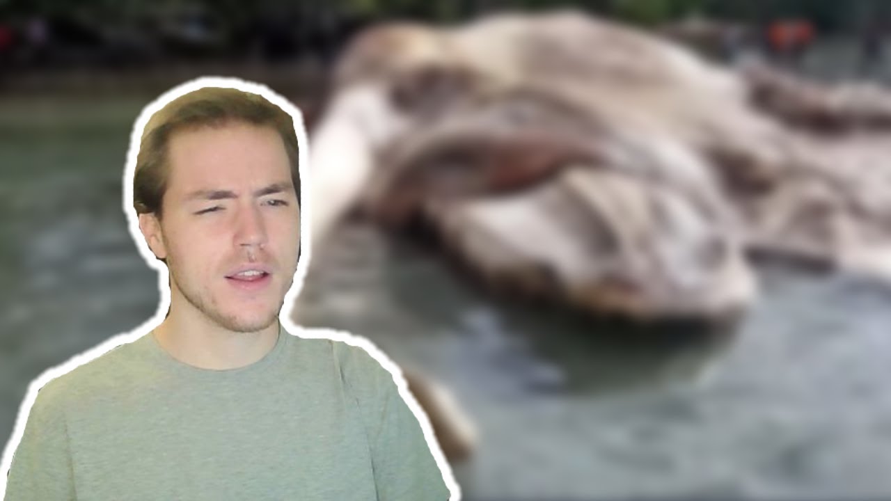 Fish Biologist reacts to Crazy New Creature Discoveries