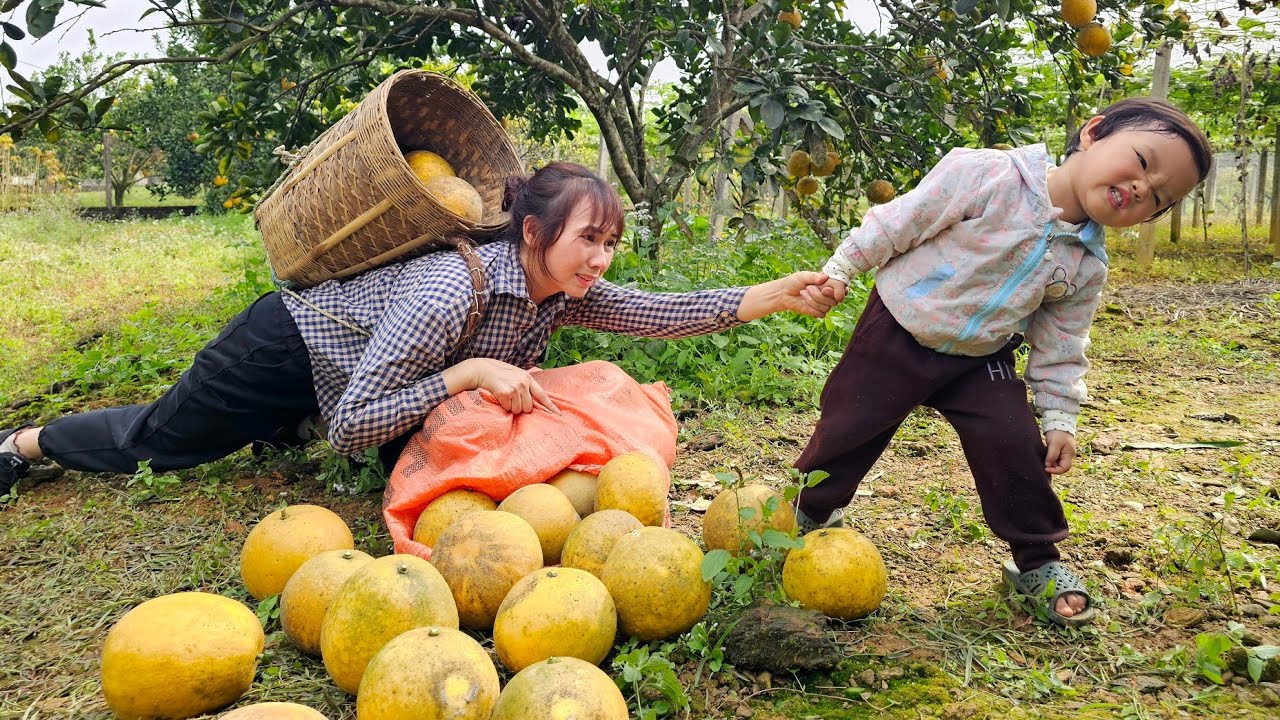Busy day while Grandpa is away - Harvesting golden pomelos with my daughter - Cooking - Animal care