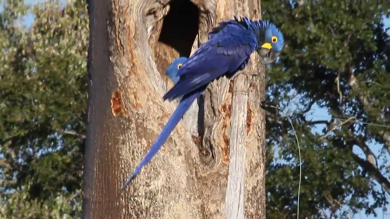 Arara Azul Grande (Anodorhynchus hyacinthinus)