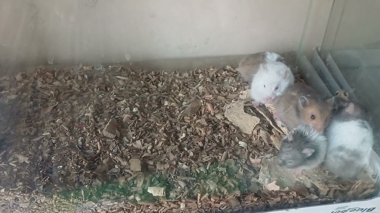 13 March 2026 Aryan Pet Shop Gwalior 
