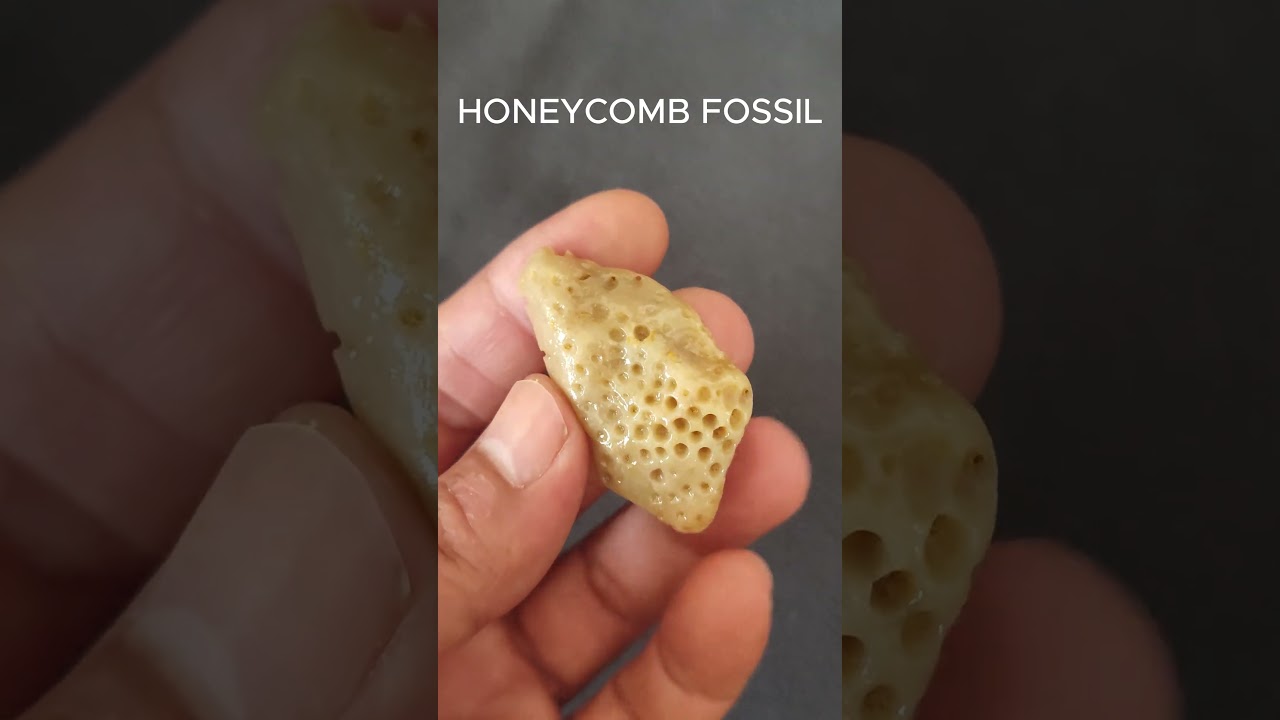 HONEYCOMB FOSSIL. HONEYCOMB CORAL FOSSIL. 
