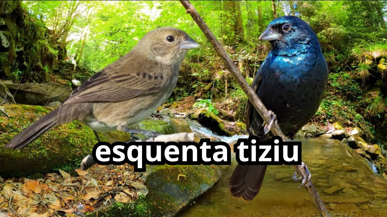 Esquenta Tiziu